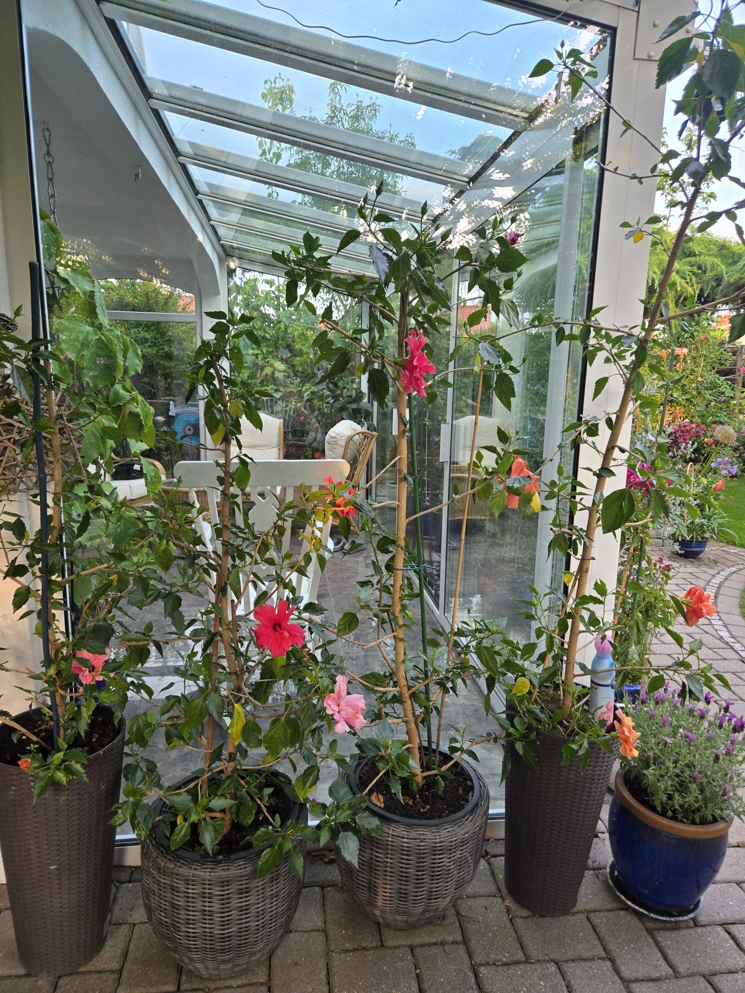 Hibiskus, róża chińska.