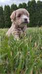 *Maltipoo* piękny szczeniak do rezerwacji