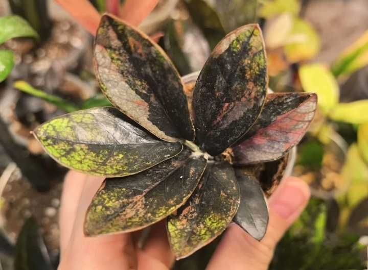 Заміокулькас Блек сільвер пінк