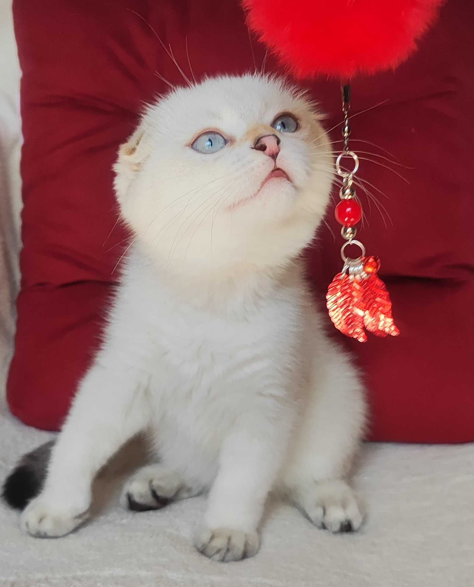 шотландський висловухий золотий хлопчик