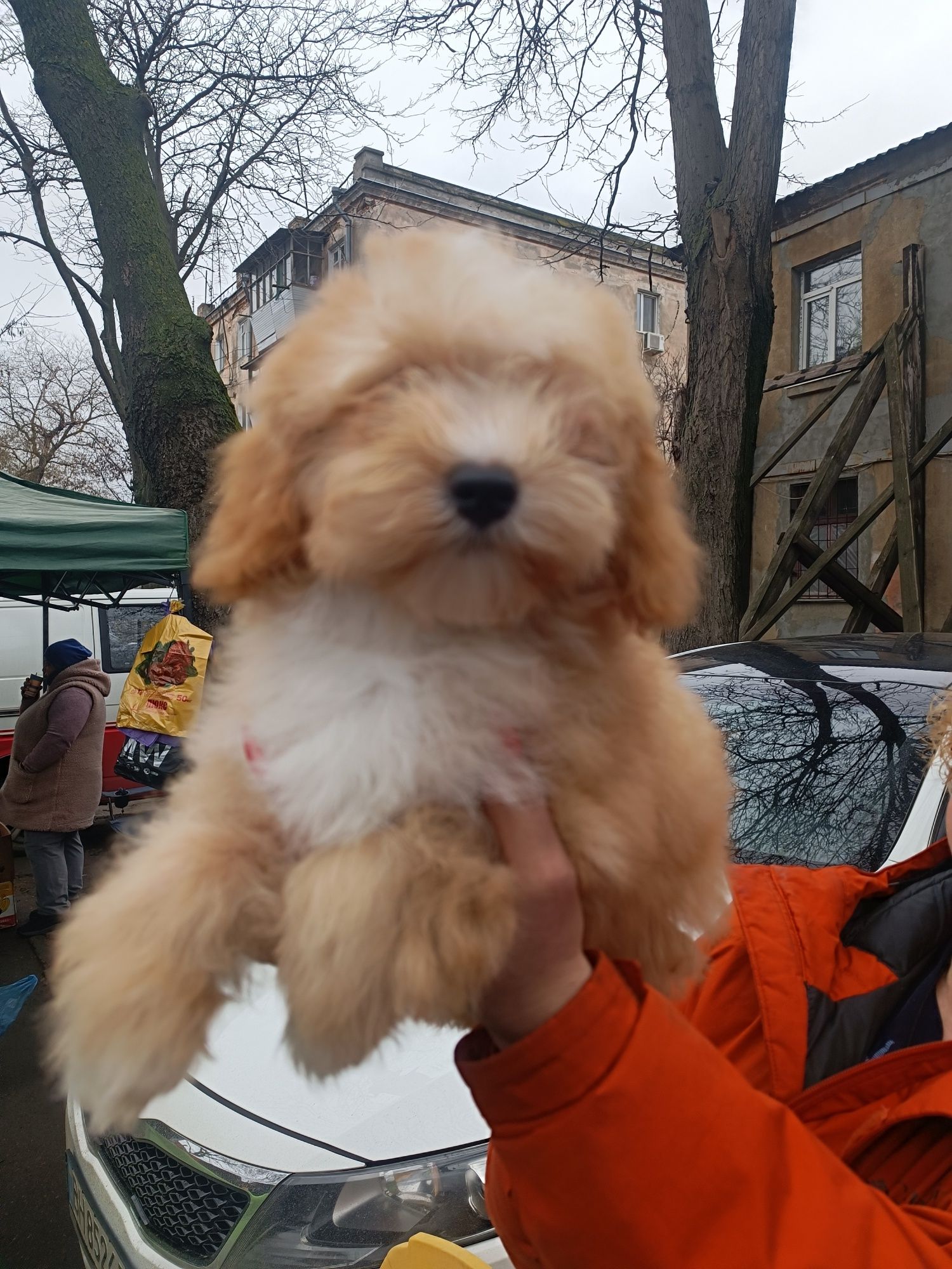 Мальчик мальтипу Одесса срочно