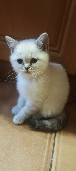 Чистокровні висловухі та прямовухі шотландські кошенята