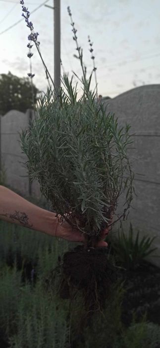 Лаванда английская