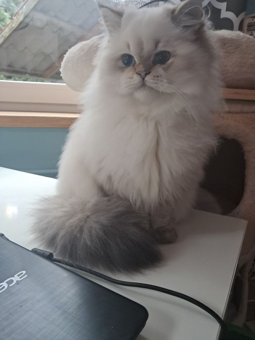 Kocurek brytyjski gotowy do odbioru