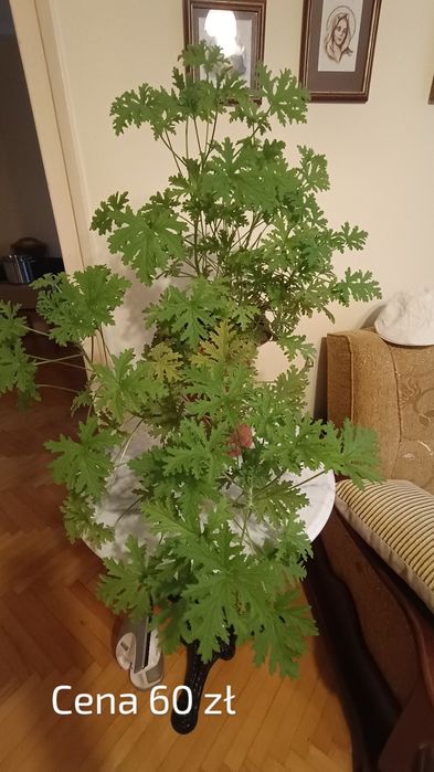 Geranium / anginki 2 szt. Cena od