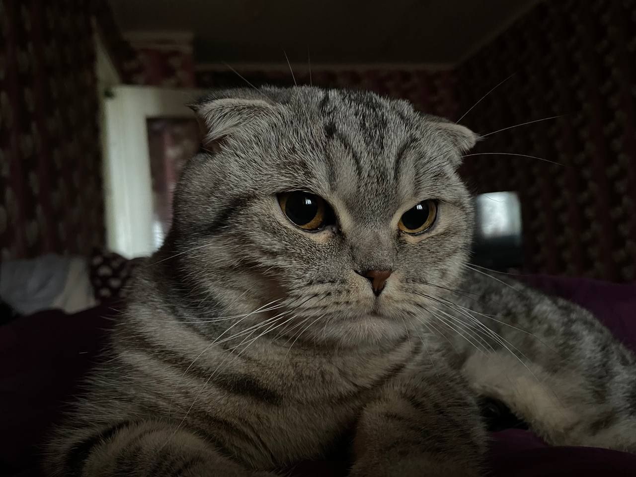 Вязка веслоухий шотландец