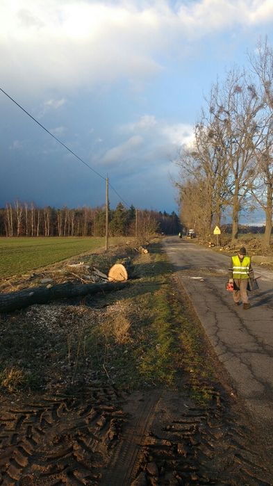 Wycinka drzew i krzewów