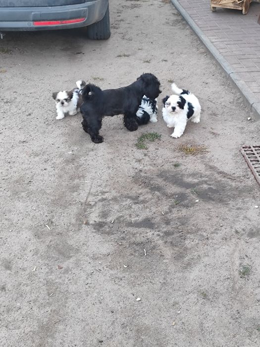 Shih tzu  shih tzu