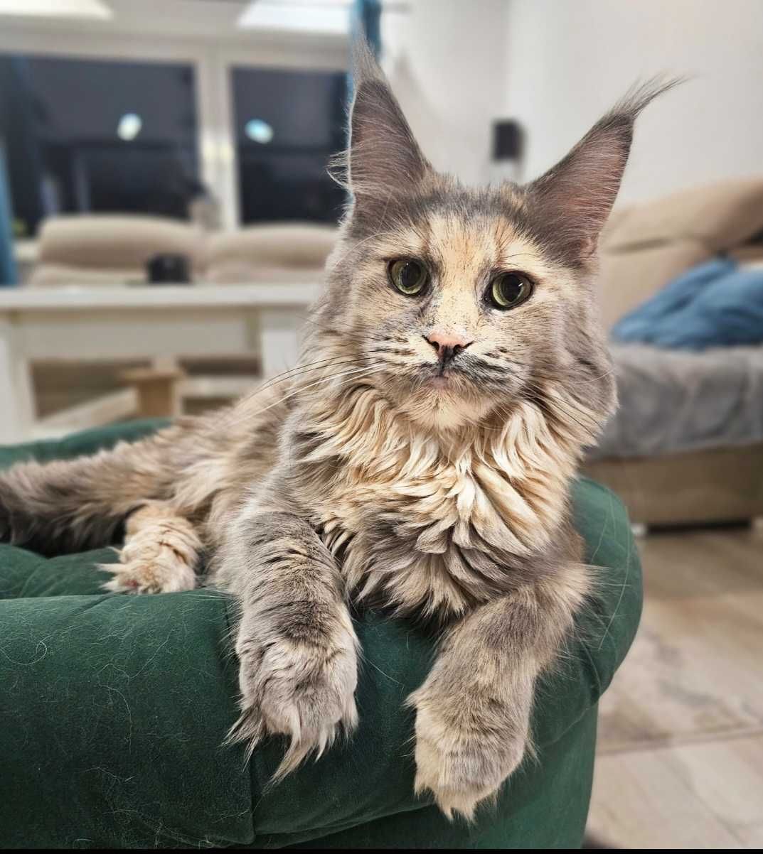 Margarita Maine coon linia shaded do odbioru