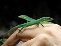 Jaszczurka trawiasta Takydromus dorsalis
