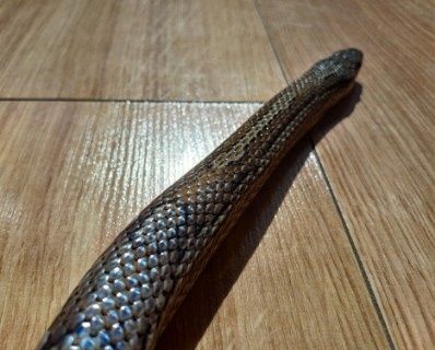 Wąż zbożowy z terrarium pełne wyposażenie