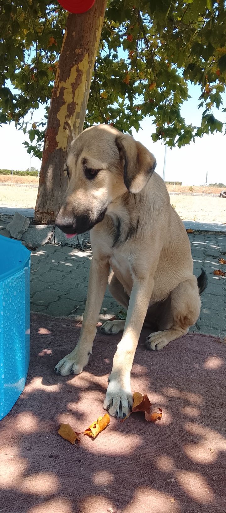 Cão para adopção