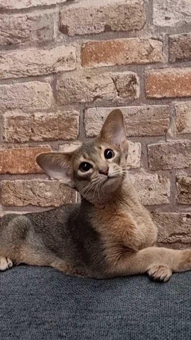 Abisyński kotek Abisyńczyk