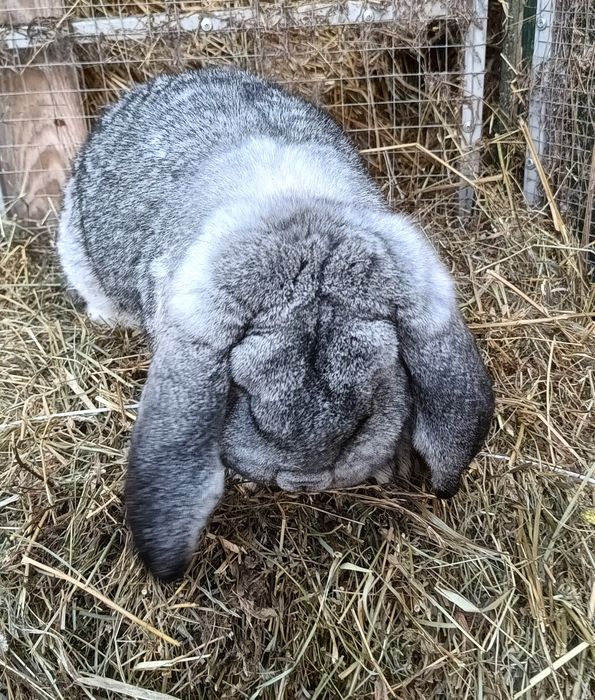 Baran francuski szynszylowy zamienię