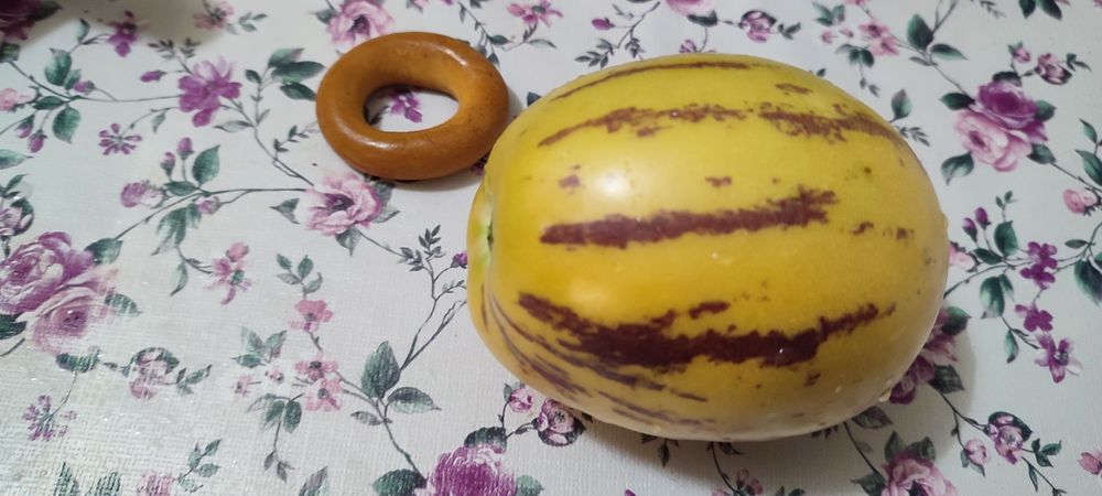 Саджанці пепіно, посада пепіно.