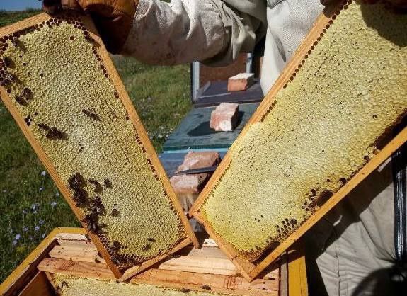 Продам кочову пасіку та обладнання.