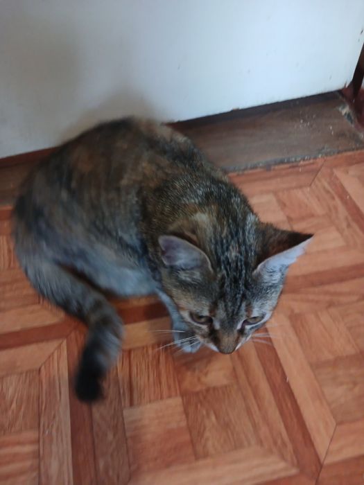 Кішечка з цікавим забарвленням.(2 мес.)