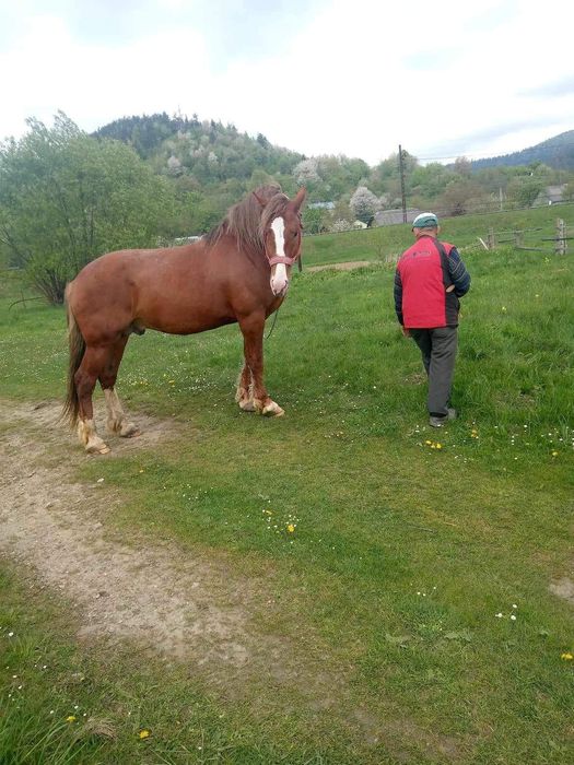 Продам жеребця..