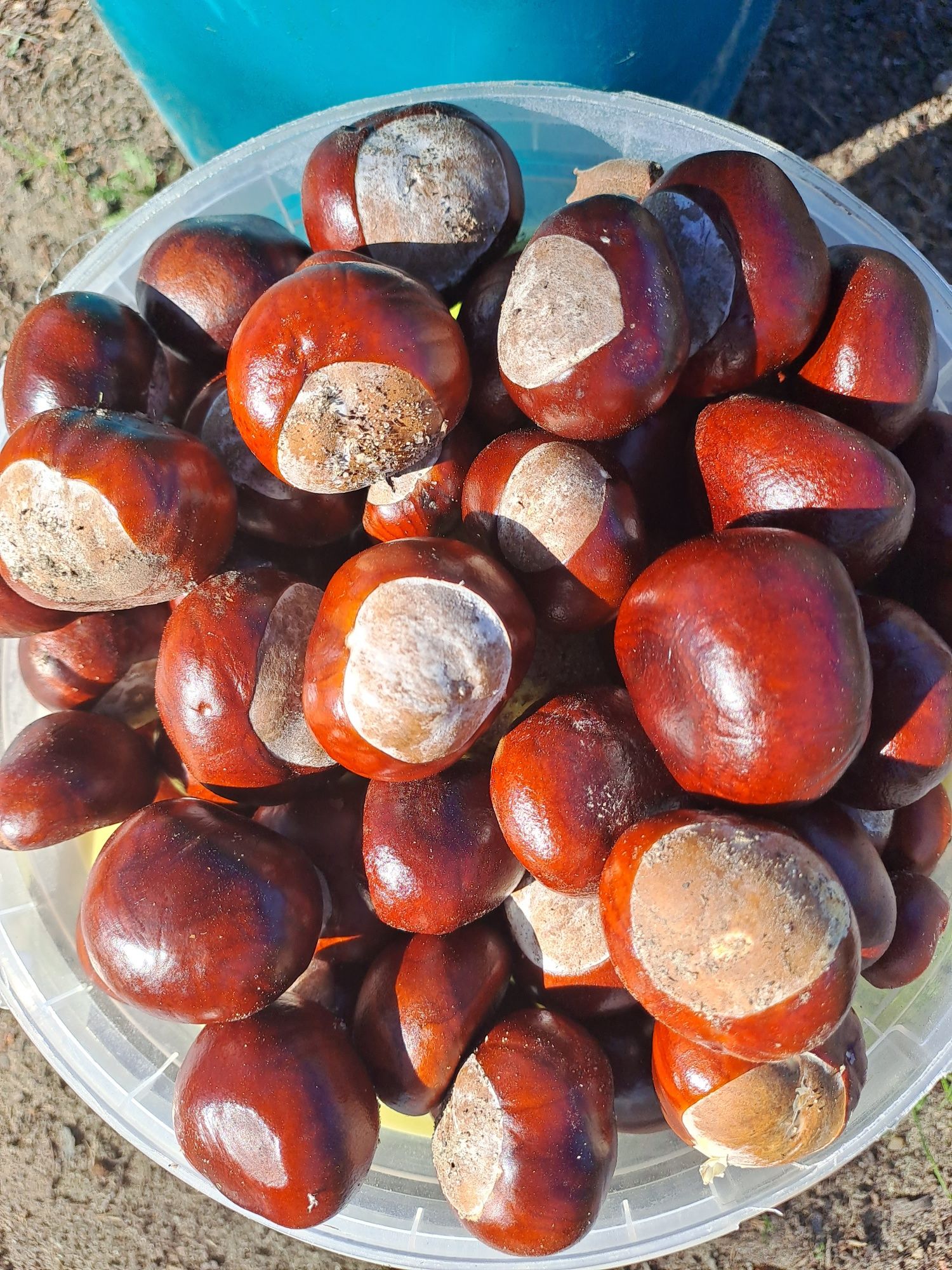Kasztany tegorocze   1 kg