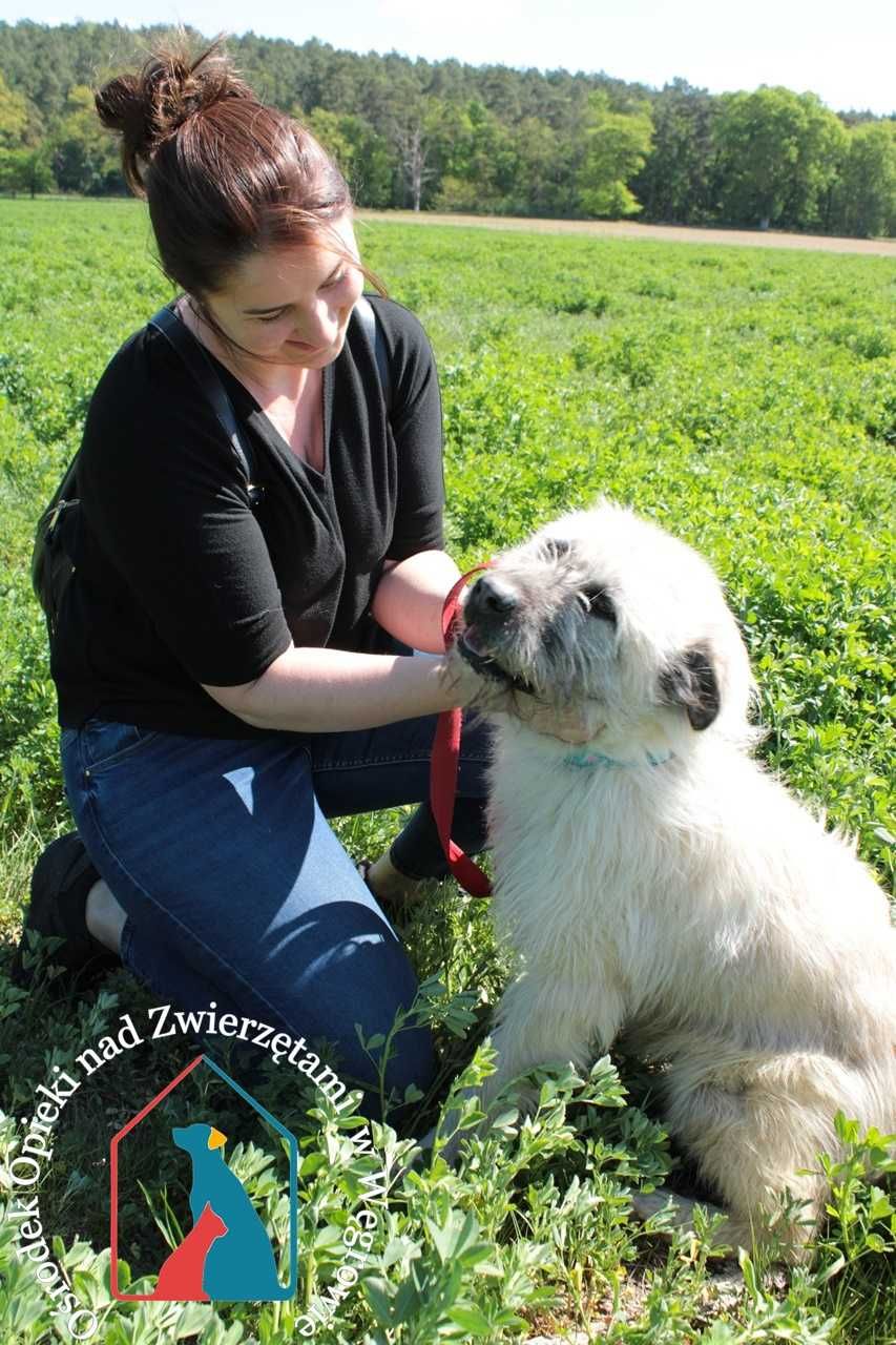 Sara - bardzo przyjazna śliczna sunia szuka domu!