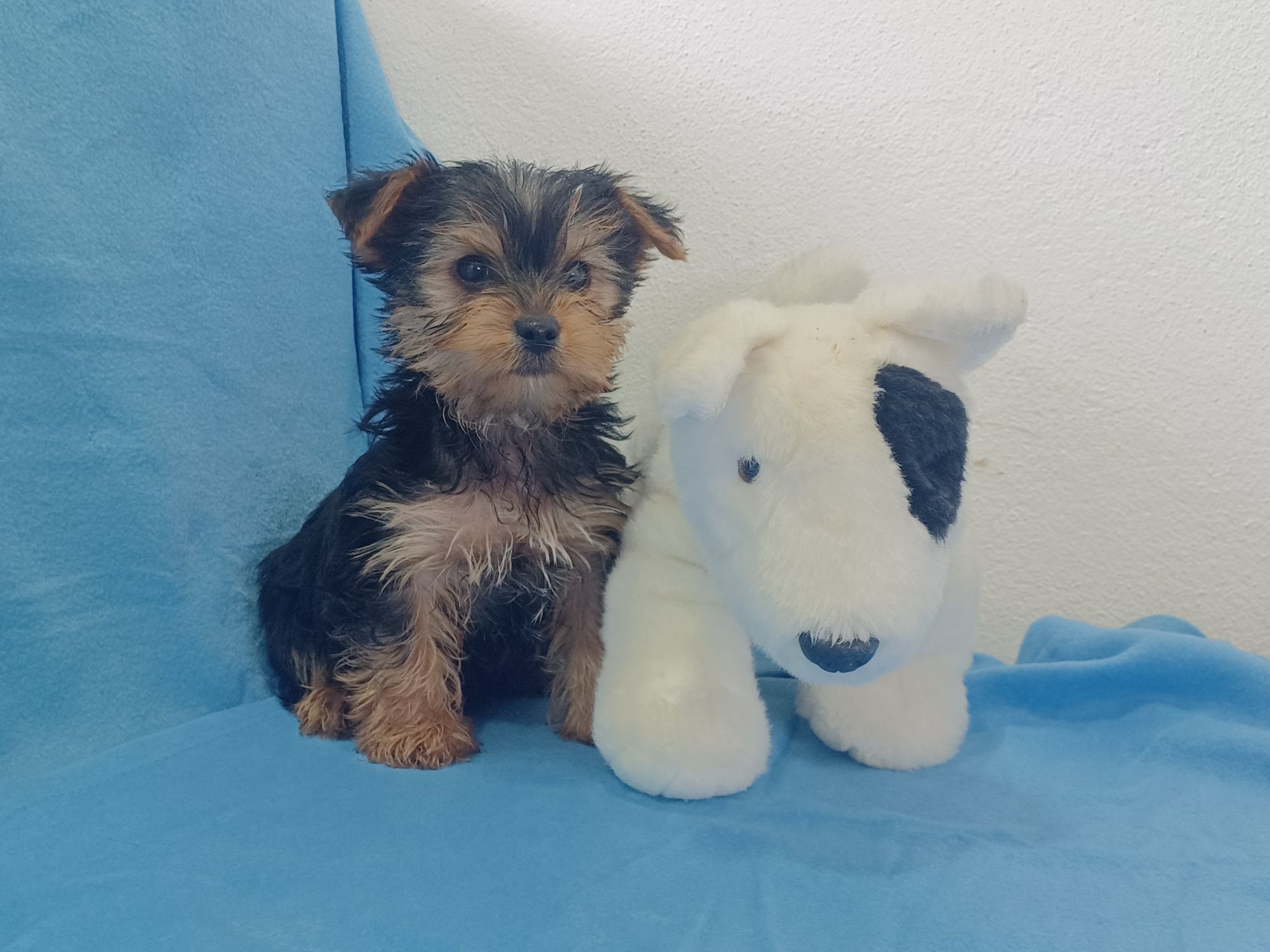 Magnífico Cachorro Yorkshire Terrier Bebé