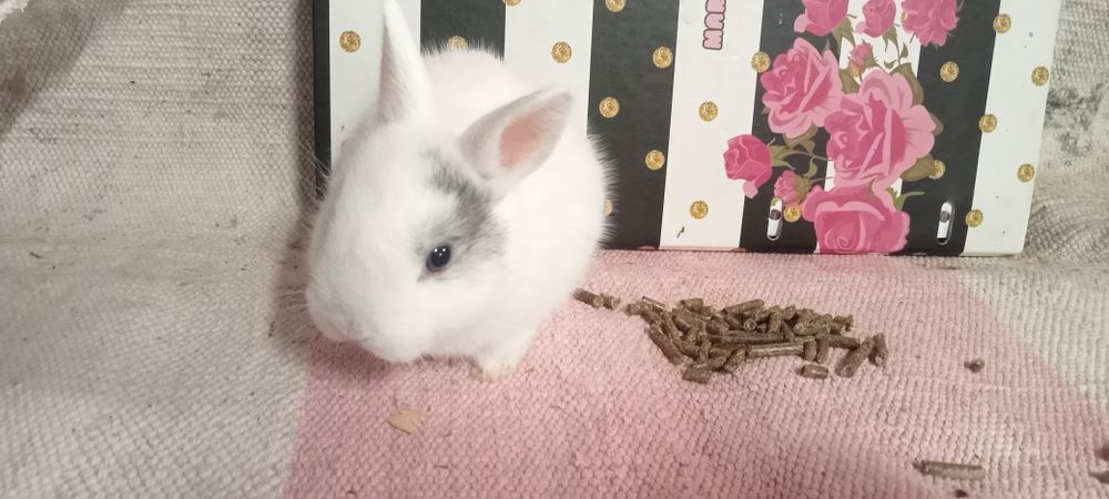 Entrega de coelhos anões em Coimbra