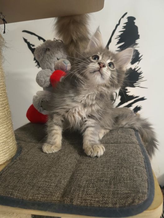 *Malibu*Maine Coon Zapraszamy do rezerwacji Rodowód Chip