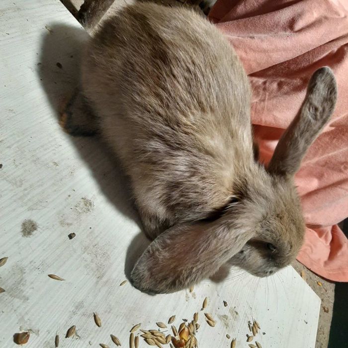 Кролики 2-2.5 місяця