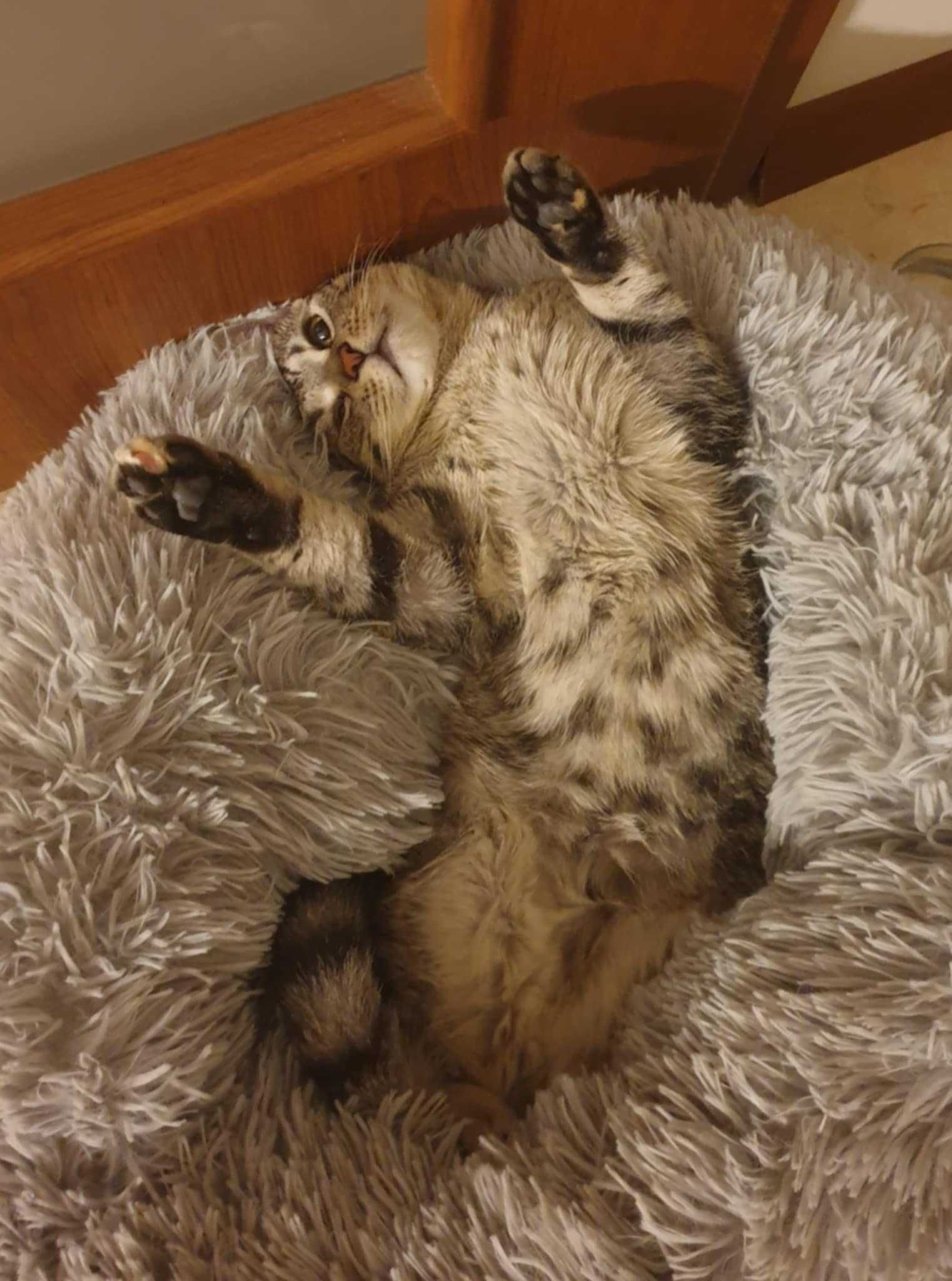 oddam w DOBRE ręce 2 kociczki