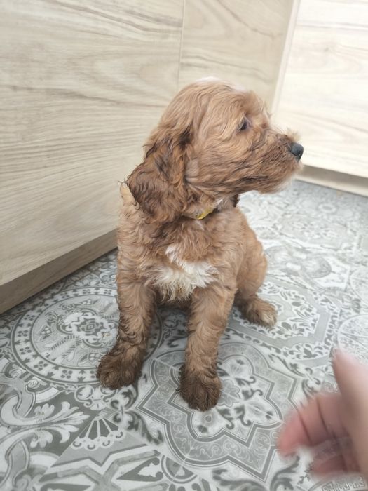 Cockapoo F1 Cudny piesek