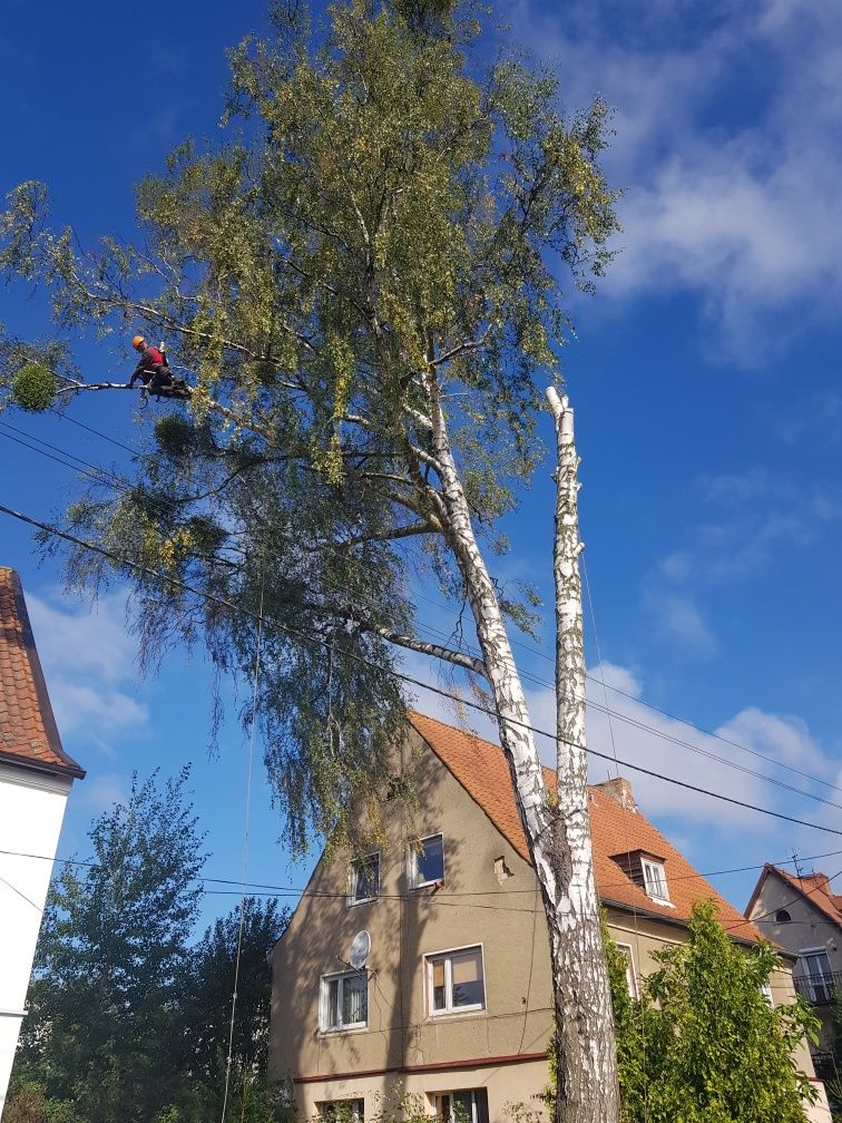 Wycinka i Przycinka Drzew Metodą Alpinistyczną