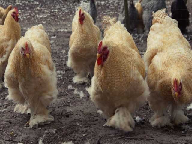 Кохінхін зозулений, помаранчевий. Яйце інкубаційне