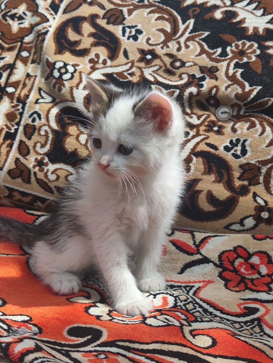 Віддам в добрі руки