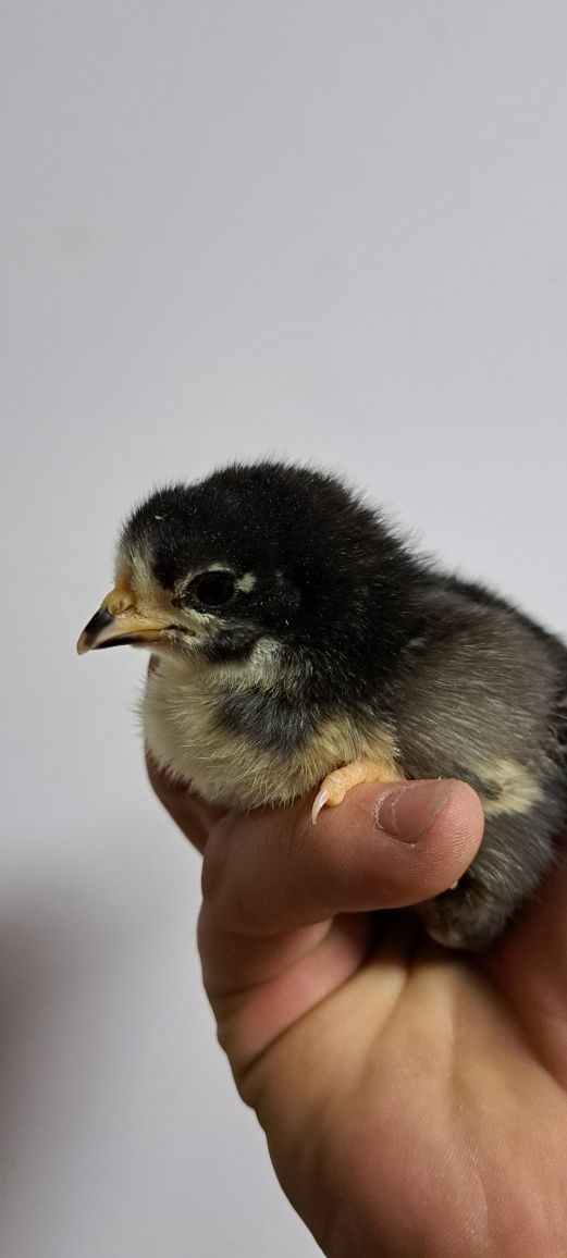 Pisklęta rasy Australorp