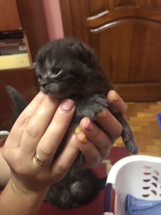 Шотландець -в’язка