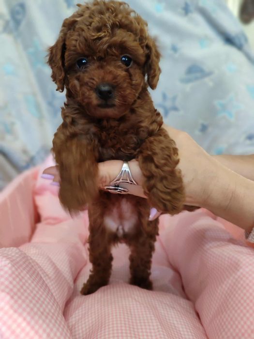 Pudel Toy dziewczynka chińska