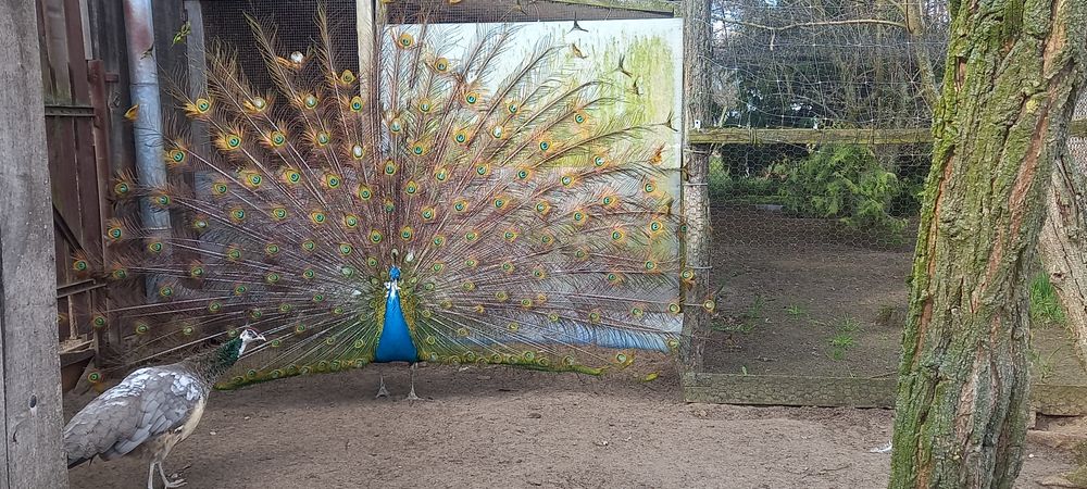 Paw pawie niebieskie bialookie dorosle 1+3