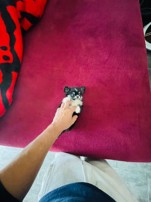 chihuahua macho  de  pelo longo