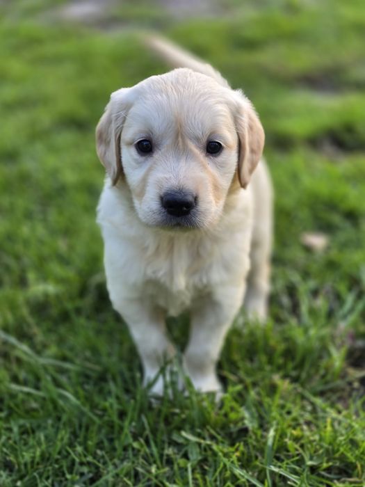 Golden Retriever piesek szczeniak do rezerwacji