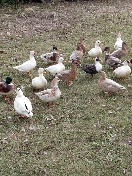 Kaczki call duck kanadyjki