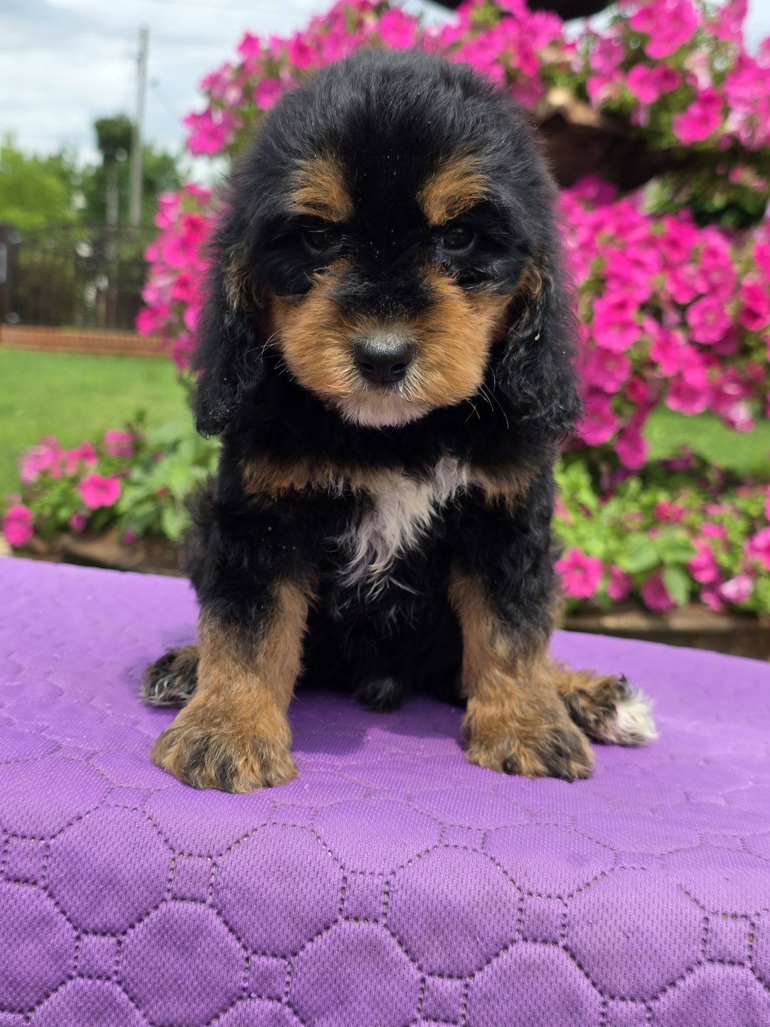 Cockapoo śliczny chlopiec Xawery
