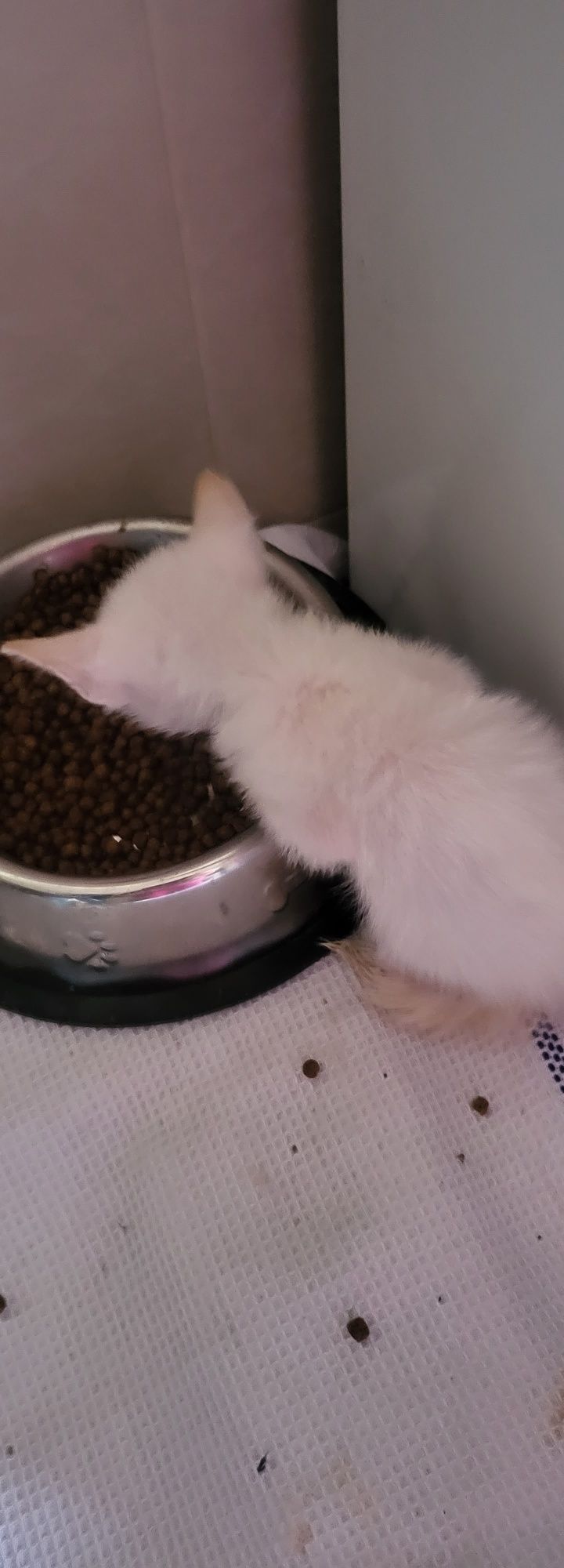 Gatinho  para doação