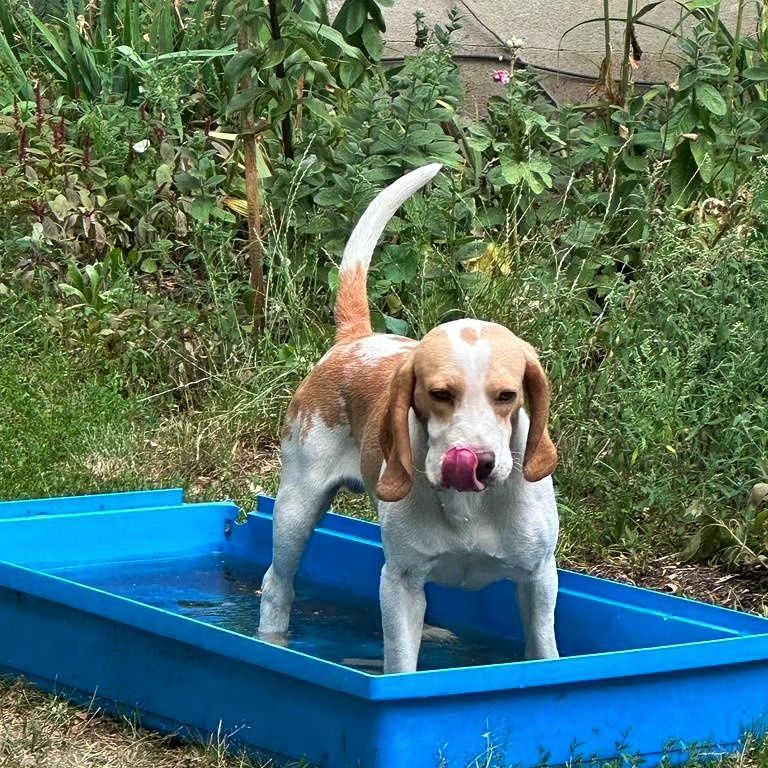 3 beagle szukają KOCHAJĄCEGO DOMU