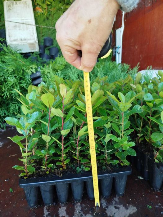 Medronheiros selvagens