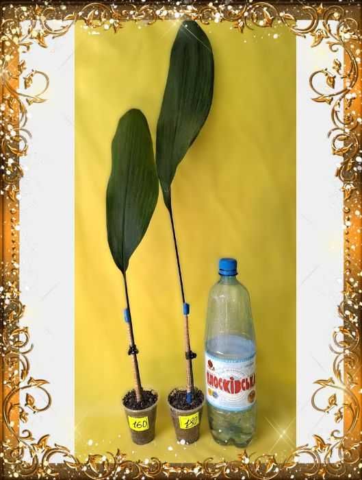 Аспідистра (лат. Aspidistra)