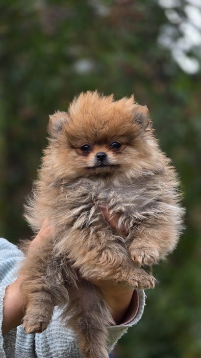 Pomeranian uroczy piesek