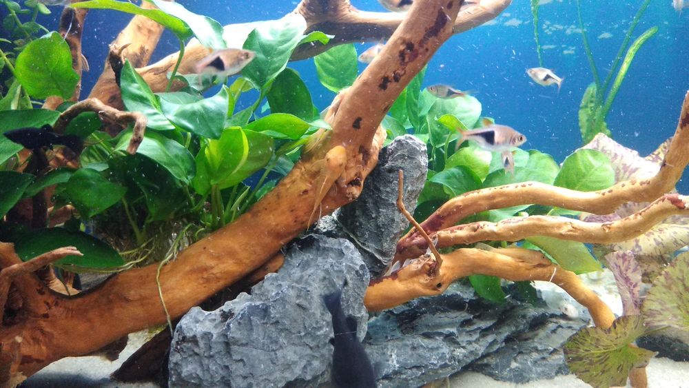 Rozbora Klinowa rybka