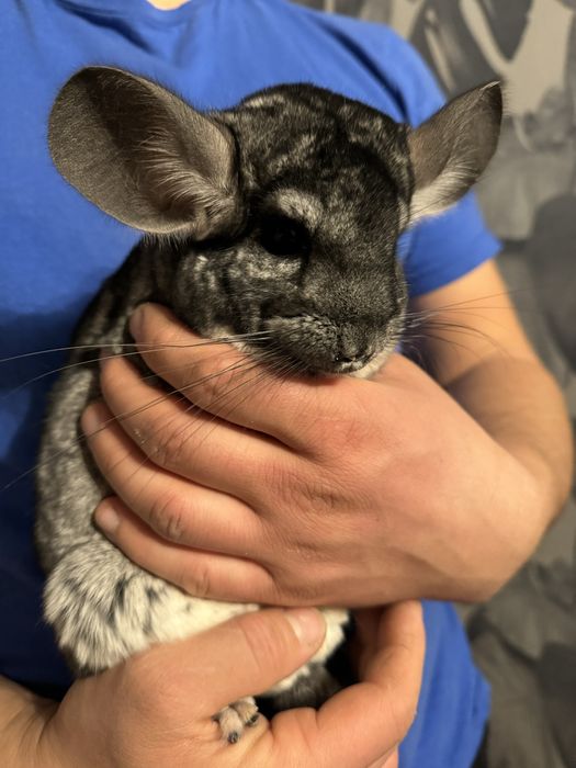 Sprzedam dwie piękne szynszyle. zarezerwowane do niedzieli