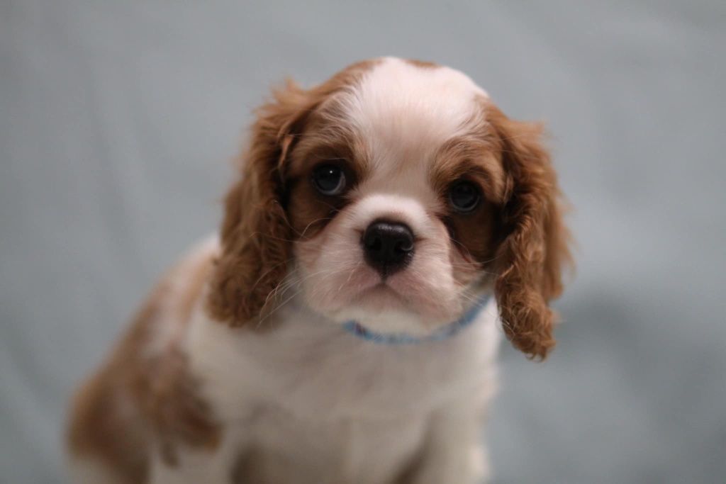*** Cavalier King Charles Spaniel***