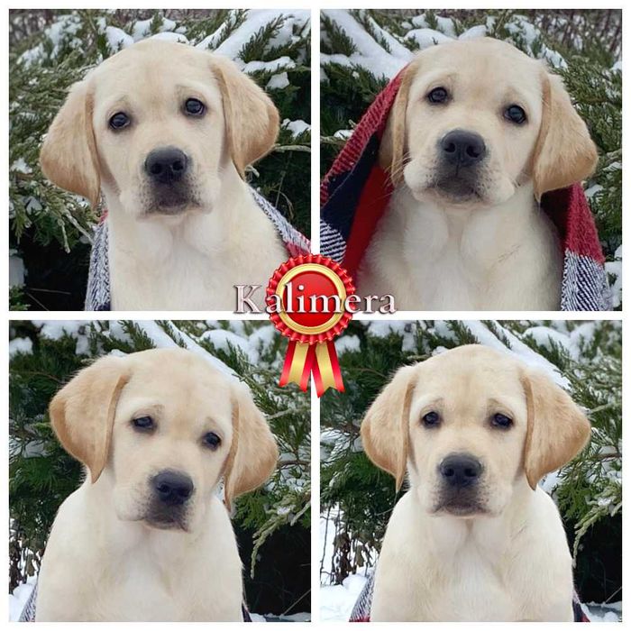 Щенки лабрадора ретривера, цуценята лабрадора ретрівера от профи.